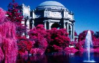 Color Infrared -  Palace of Fine Arts 2